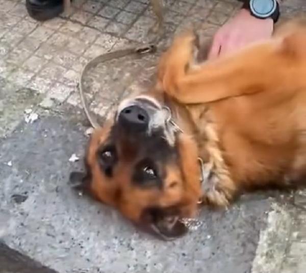 Pastore Tedesco femmina 5anni e 1/2 rimasta sola.SICILIA Foto 7